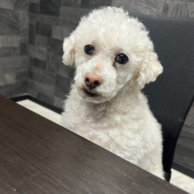 🐾こんばんは、ミルクです🐾

新しい1週間が始まりました✨

お仕事の方も、お休みの方も、
今週も無理せず頑張っていきましょう！

ドライバーの皆さま、
今週も安全運転でよろしくお願いいたします🚚

ミルクも会社から応援しています🐶
