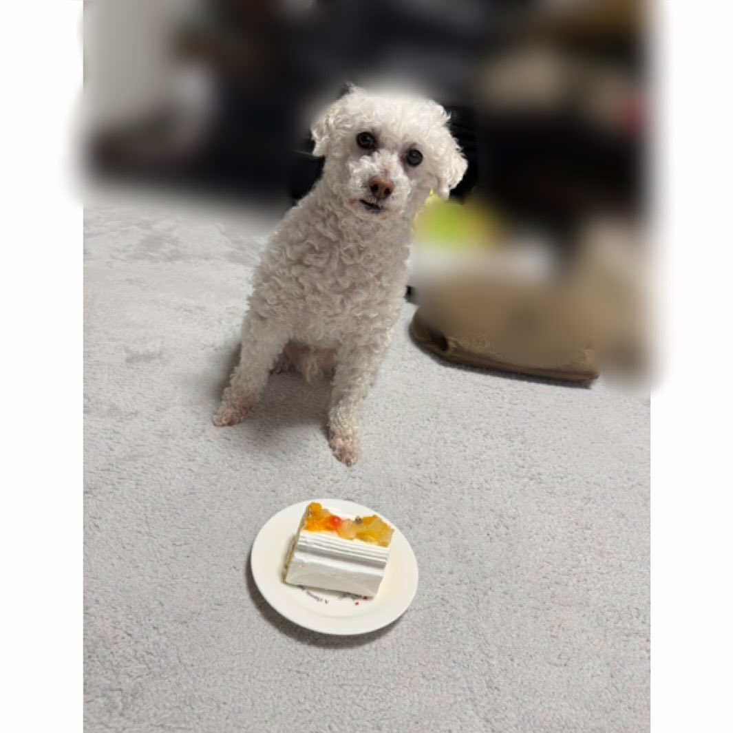 今週も1週間お疲れ様でした🚚✨

先日、当社の看板犬「ミルクくん」が
お誕生日を迎えました🎂🐶

いつもみんなを癒してくれる大切な存在です☺️

ドライバーの皆さん、
今週も安全運転ありがとうございました！

来週も事故のないよう、
安全運転でよろしくお願いします🚚✨