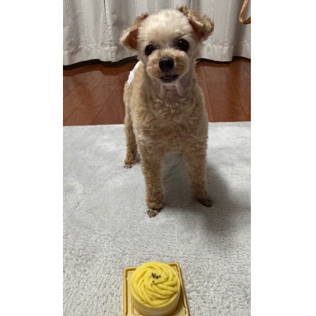 こんにちは！
看板犬のモカちゃんです🐶✨
4月29日に誕生日を迎えて９歳になりました🎂
これからも皆さんの安全を見守ります🐾

今週も１週間お疲れ様でした！
来週も安全運転でよろしくお願いします🚚✨

#日出町 #運送業 #運送会社 #犬好きさんと繋がり #犬好きな人と繋がりたい #会社に犬がいます #わんちゃんと一緒 #わんちゃん大好き #運送業と繋がりたい #運送業を盛り上げたい #トラック好き #トラック運転手 #日野自動車 #三菱ふそう #udトラック #volvoトラック #ボルボトラック #トレーラー #大型 #大型トラック #トラックマン #トラックドライバー #トラック #ayushou #あゆしょう #株式会社ayushou
