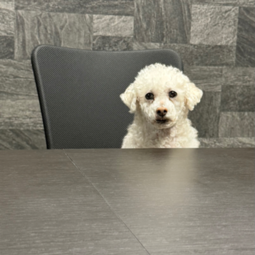 こんにちは！
看板犬のみるくくんです🐶

先日、会議に参加していました✨

今週も1週間お疲れ様でした！
日々、安全運転で頑張っていただきありがとうございます！

来週も安全運転でよろしくお願いします🚚✨

#株式会社AYUSHOU #日出町 #運送業 #運送会社 #看板犬 #犬好きさんと繋がり #犬好きな人と繋がりたい #会社に犬がいます #わんちゃんと一緒 #わんちゃん大好き #わんちゃん #運送業と繋がりたい #運送業を盛り上げたい #トラック好き #トラック運転手 #日野自動車 #三菱ふそう #udトラック #volvoトラック #ボルボトラック #トレーラー #大型 #大型トラック #トラックマン #トラックドライバー #トラック #ayushou #あゆしょう #株式会社ayushou